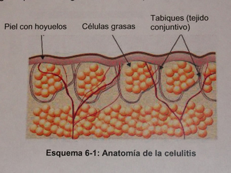 COMER RICO CLAVES PARA NO PERDER LA LINEA